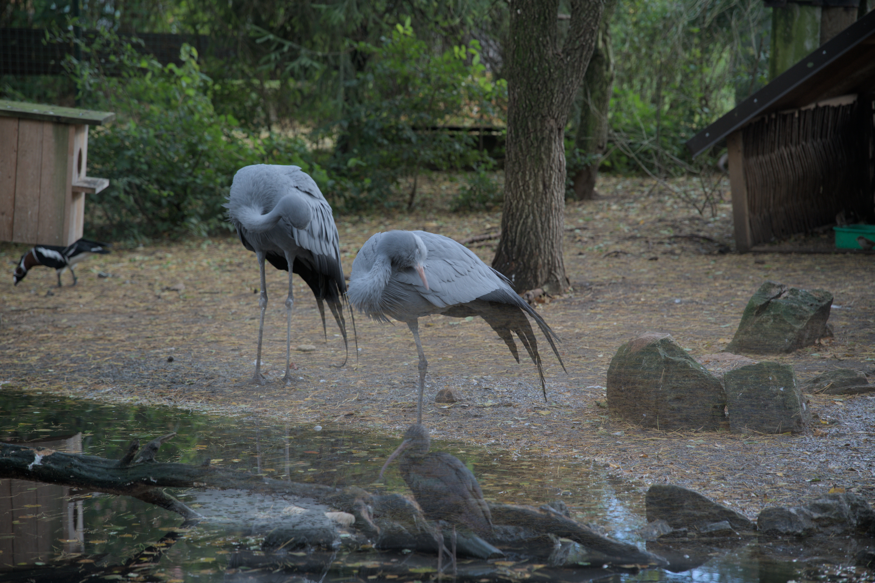 2025/10/12 - zoo/DSC_0030.jpg